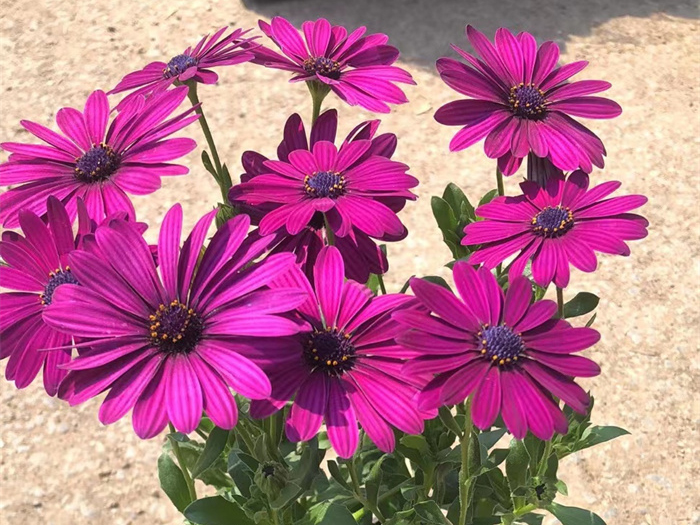 非洲萬(wàn)壽菊